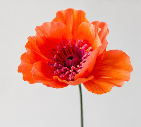 Workshop - Make a bouquet of crepe paper flowers - Haddenham Village Hall, Friday 25th September, 7.00 - 9.30pm10pm