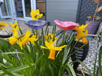 Bee cups, bird bath, butterfly bath, garden decoration, garden gift, garden flower